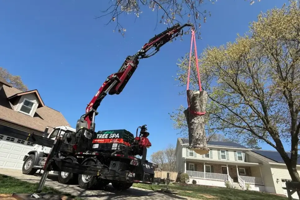 Why Small Tree Care Businesses Need a Voice Like ATCP