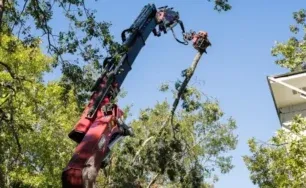 Ethics and Safety in Tree Care: Why They Define Professional Arboriculture